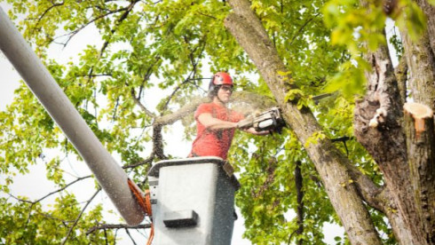 43 Years Old Tree Service - Seller Financed