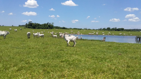 22,239 Acres Soy Bean/Cattle Farm Paraguay