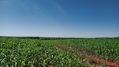 Agriculture Farm in Alto Paraná, Paraguay