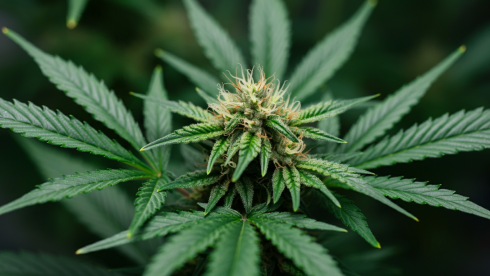 NYS Cannabis Distribution License