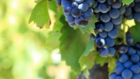 Winery, Vineyards and Tasting Room for Sale