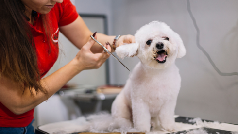 Thriving Mobile Pet Grooming Business