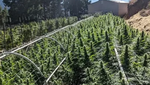 Cannabis Grow--California