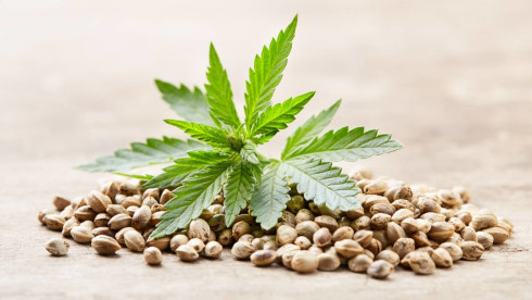 Cannabis Seeds Bank in Europe