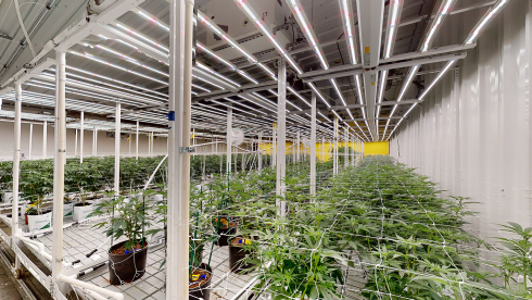Medical Cultivation Operation in Mississippi