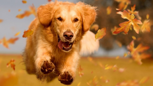 Pet Containment Franchise - Established 31 Years