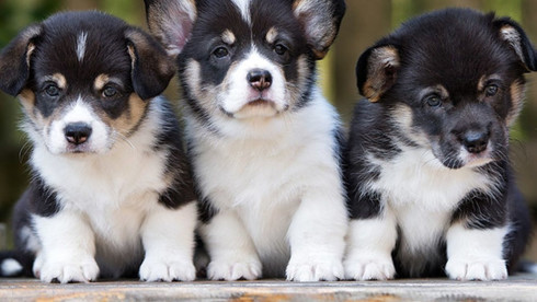 Super Profitable Pet Business in Tampa