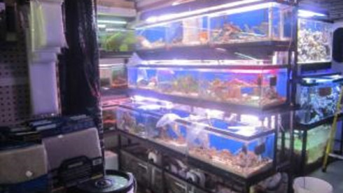 Mega Pet Store for Sale in Nassau County, NY