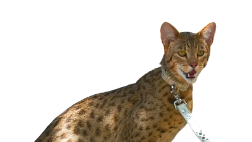 Become 1/50 Ashera® Breeders | Livestock Included