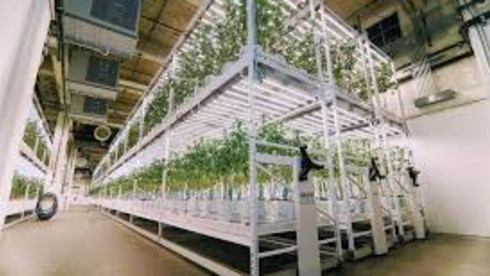 Fully Approved Cannabis Vertical Licenses