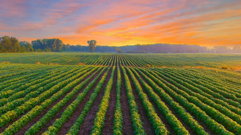 7,300 Ha Of Agricultural Land.