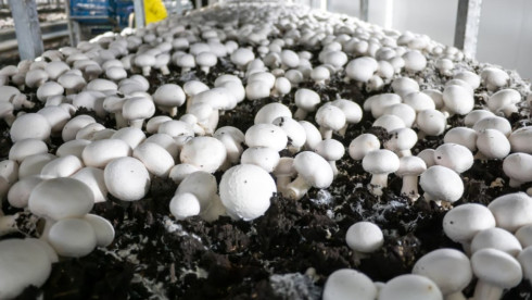 Mushroom Farming In Montenegro
