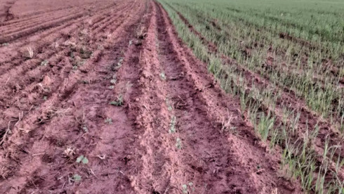 Agriculture Farm in Itapua, Paraguay