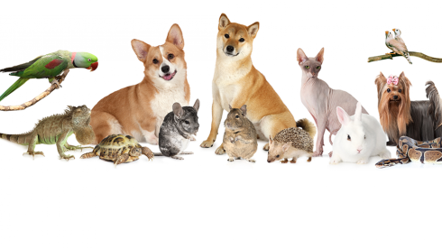 Pet Food Manufacturers Wanted