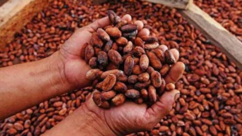 Investment Opportunity in Cocoa Organic Exporting