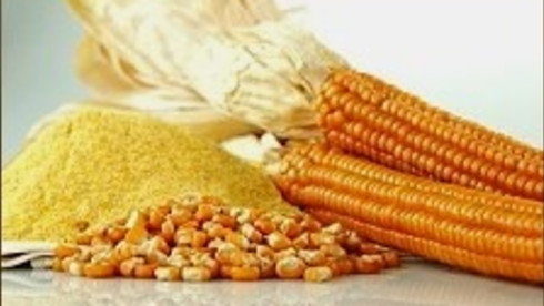 Sale Offer / Gmo Yellow Corn  / CIF / Brazil