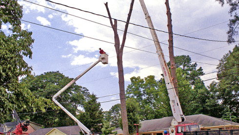 Renowned Tree Service Can Grow Fast/ Reduced