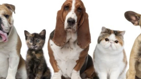 Established Veterinary Practice in Newaygo County, MI