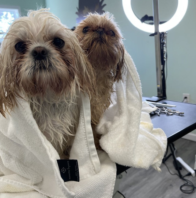 For Sale Dog Grooming Business New Jersey Union County, NJ