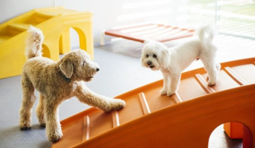 Dog Grooming Country Boarding Kennels Top Small Dog Boarding Factory Sale