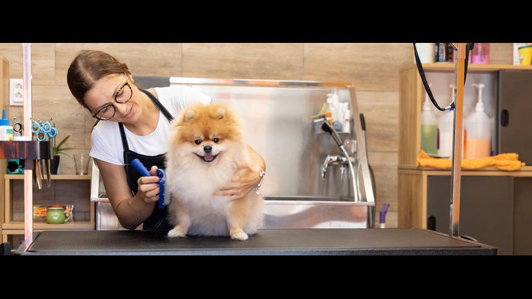 Buy Texas Pet Grooming Boarding Businesses DealStream