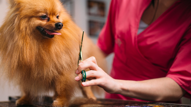 Pet Grooming Boarding Businesses for Sale in Florida