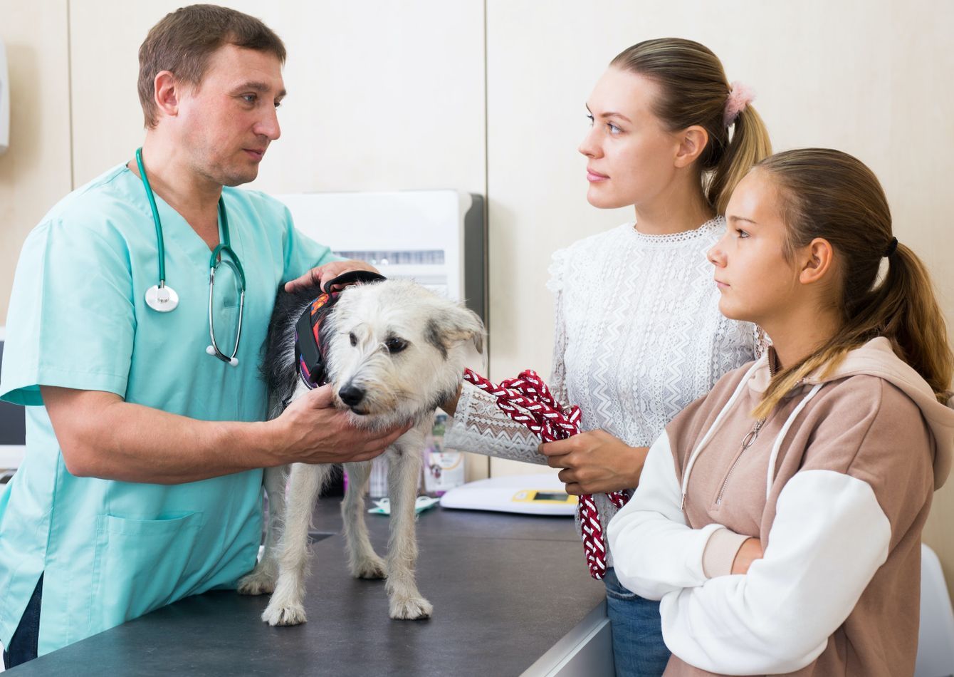 Dog Bienville Animal Clinic Top Greenwood Animal Clinic Outlet Online