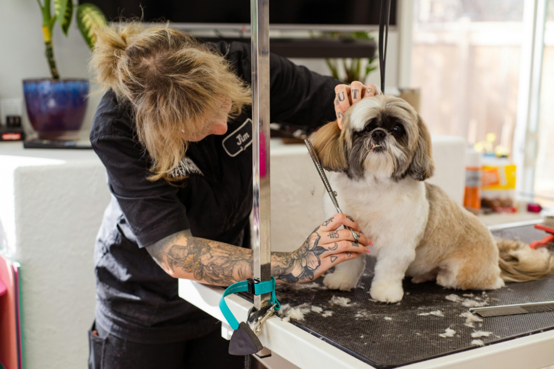 Pet Grooming Doggie Boarding Dog Grooming Dog Daycare Boarding