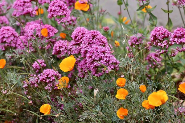 Growing Wholesale Plant Nursery