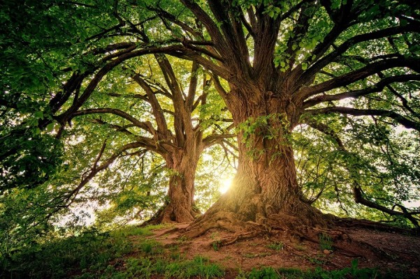 Quality Arborist Business for Sale in Essex County