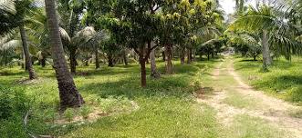 Coconut New Cultivation Land for Sale