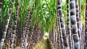 Sugar Industry / New Investment / Sri Lanka