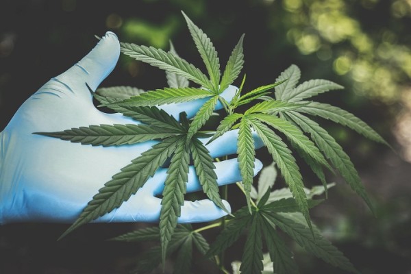Full Spectrum Medical Cannabis Product Processor