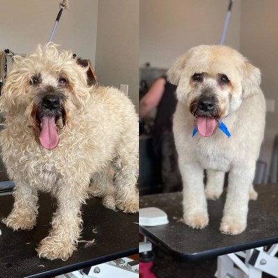Affluent Pet Spa & Groomers for Sale in NY