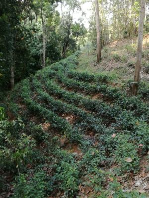 Land And Factory For Sale Sri Lanka Cinnamon