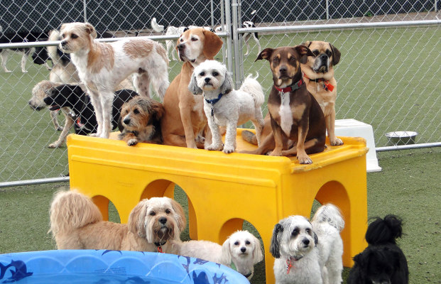 Well Established Dog Daycare Including Real Estate