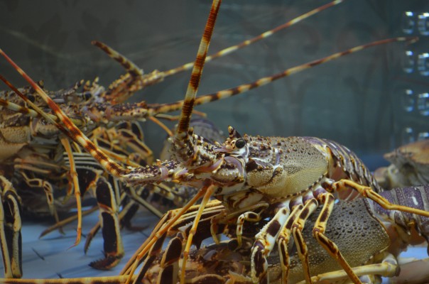 P.E.I. firm gets funding for further development of hybrid lobster