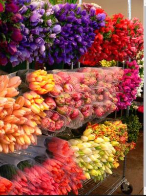 Flower Farm Business for Sale in India