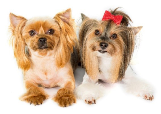 Grooming, Daycare & Dog Hotel For Sale