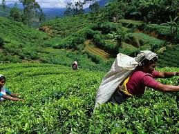 Tea Estate for Sale Sri Lanka