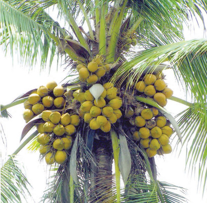 Sale of Coconut Estate Sri Lanka