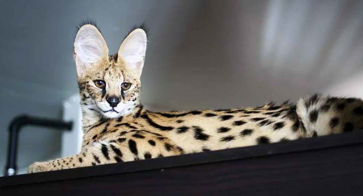 Exotic Cats Breeding Start-Up
