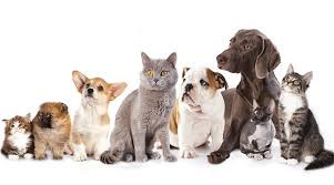 Full Service Petcare with $189k in Income