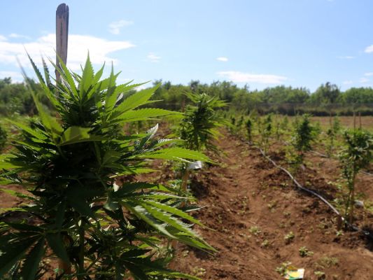 Coffee & Cannabis Grow Opportunity