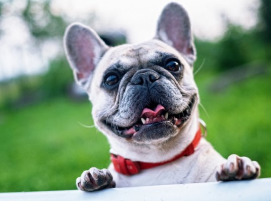 Dog Daycare, Boarding, and Grooming Business