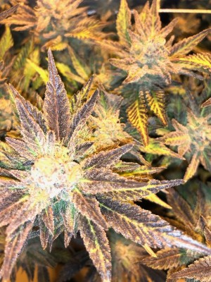 Organic Medical Grade Cannabis Grower