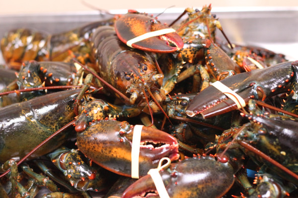 Wholesale Seafood Company