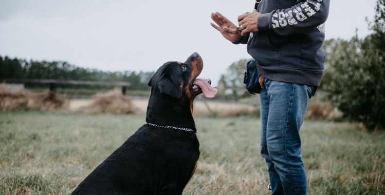 Dog Training Academy & Boarding School