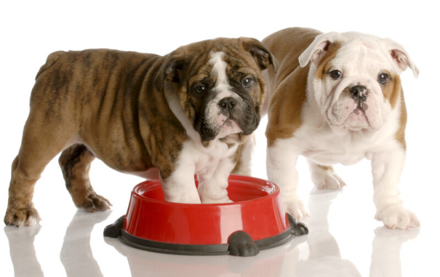 Pet Food Processing Business – Central Ontario