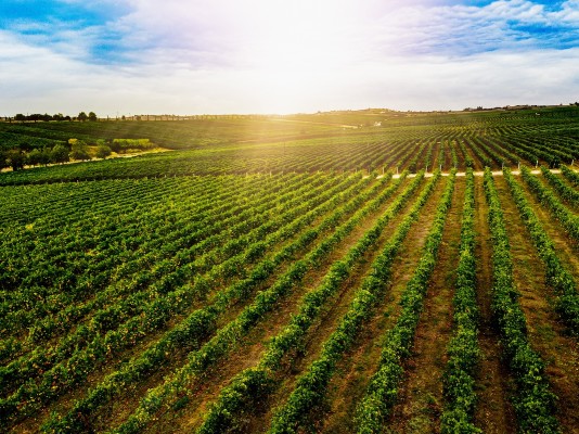 Established Niagara Winery with 30 Acres of Land